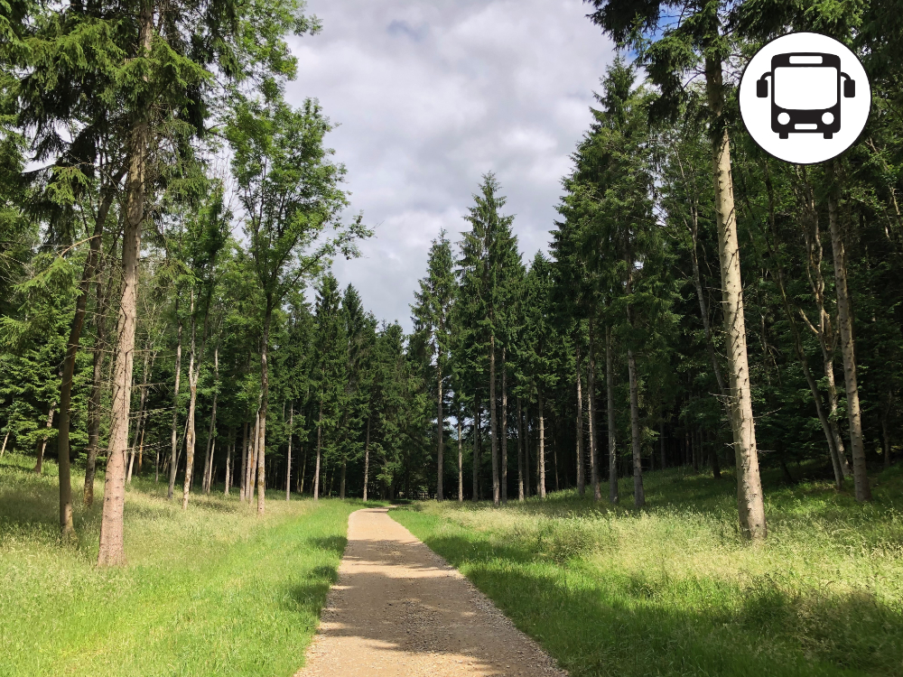 Track through Guiting Wood
